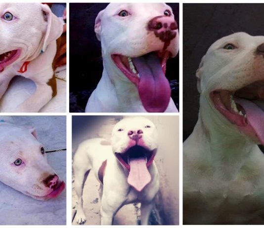 Cachorro morre após ser esfaqueado e gera revolta nas redes sociais