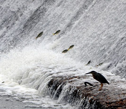 Piracema começa em São Paulo e vai até fevereiro de 2020