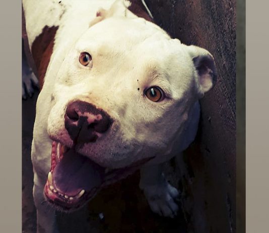 Moradores organizam manifestação contra os maus-tratos de animais em Mirassol