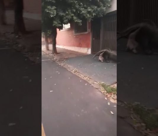 Tamanduá é flagrado dando um passeio pelo centro de Mirassol