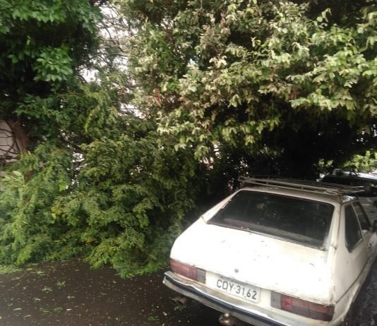 Árvore cai após forte chuva em rua no centro de Mirassol