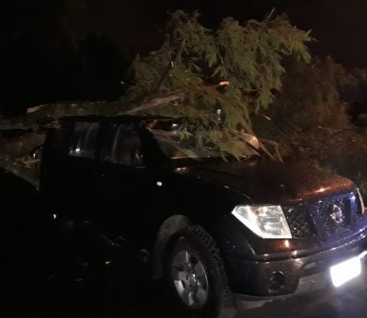 Vento forte provoca queda de árvore em cima de caminhonete com quatro ocupantes