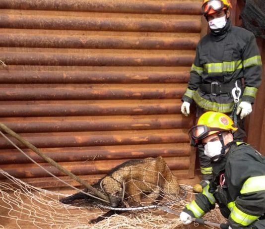 Bombeiros resgatam lobo-guará dentro de Mirassol