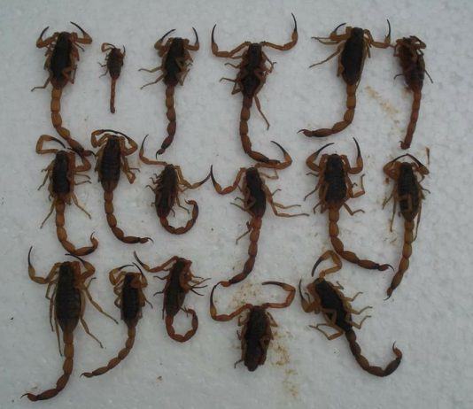 Época de procriação de escorpiões exige cuidados para evitar acidentes