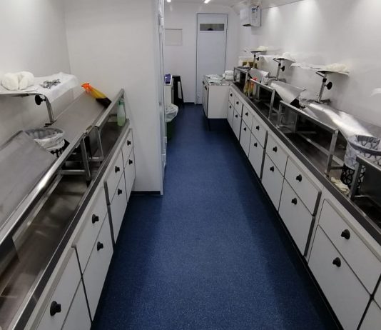 Prefeitura contrata empresa para castração de cães e gatos