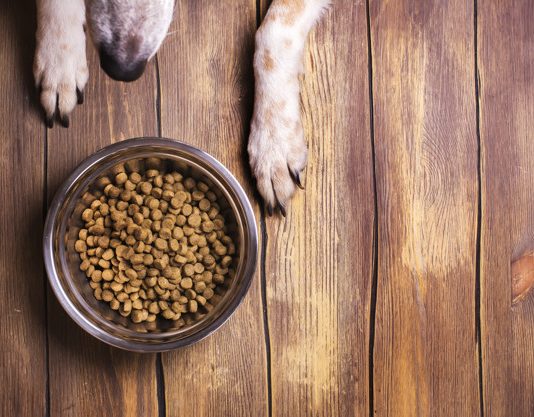 Cães podem se alimentar com ração de gatos e vice-versa?