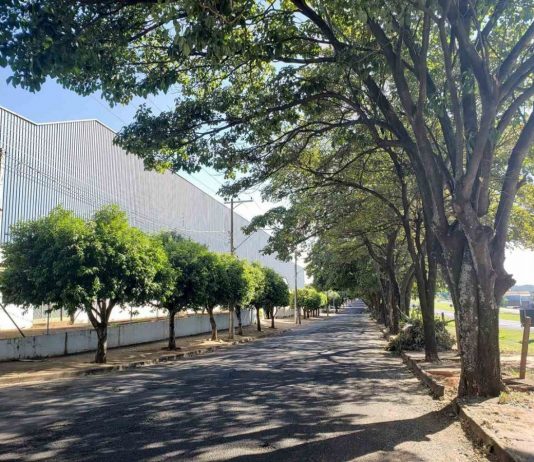 Câmara aprova novas regras para corte de árvores em Mirassol