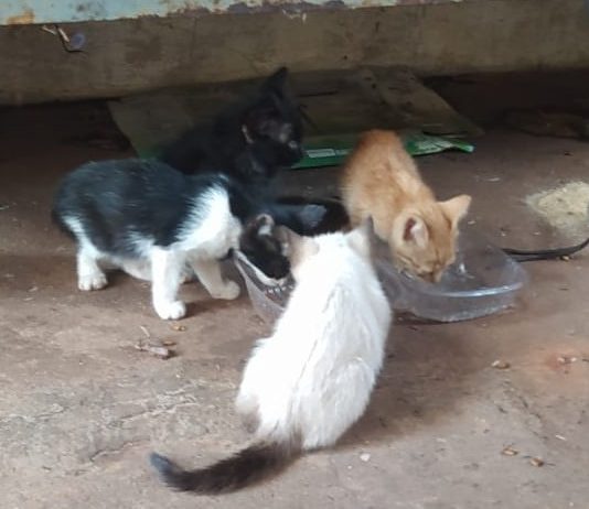 Moradores denunciam envenenamento de gatos no bairro Cohab 3