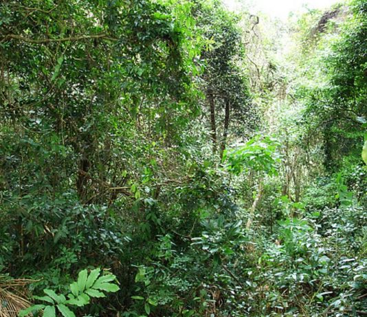 Homem é encontrado pelos Bombeiros após se perder em mata em Mirassol