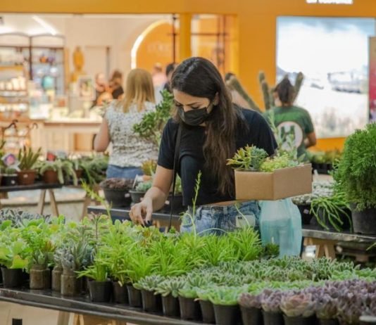 Exposição de Suculentas vai até o dia 20 de fevereiro no Riopreto Shopping