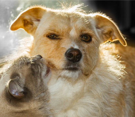 Mirassol abre cadastramento para castração gratuita de cães e gatos dia 25