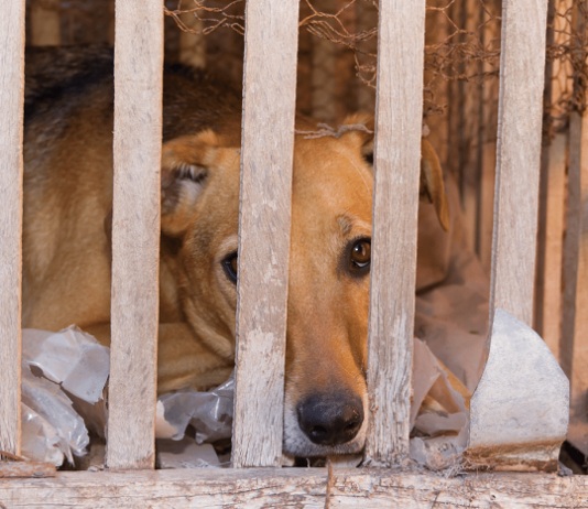 Legislação mais severa de proteção aos animais está em vigor em São Paulo