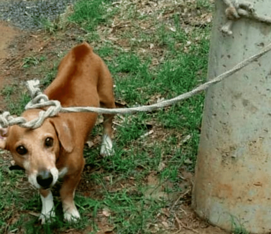 Cachorro é encontrado abandonado e amarrado em poste próximo da AMPA