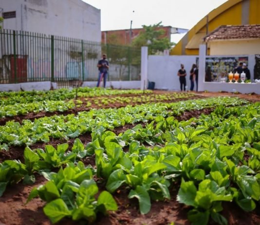 Sindicato Rural está com inscrições abertas para Programa Jovem Agricultor do Futuro