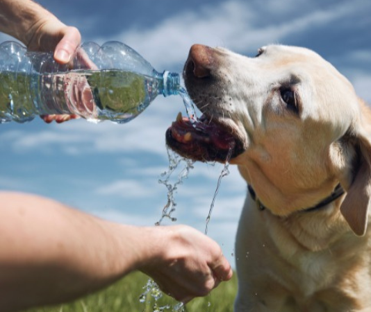 Pets exigem atenção em períodos de calor extremo
