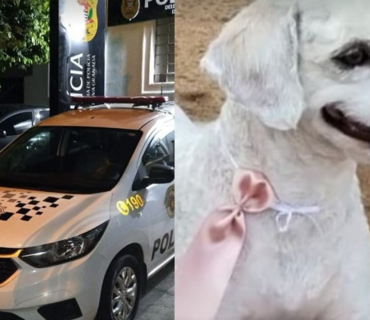 Polícia Militar prende homem que matou cachorro da enteada em Palestina/SP
