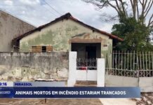 Grupo “Bicho não é Lixo” registra ocorrência após incêndio em residência que teria causado a morte de animais em Mirassol