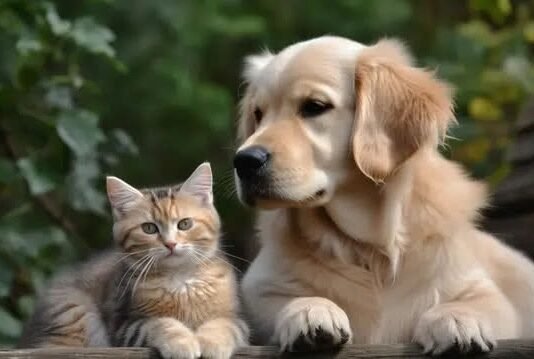 Prefeitura abre inscrições para castração e microchipagem gratuita de cães e gatos em Mirassol