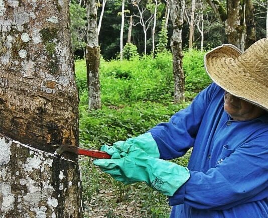 Curso de sangria de seringueira começa nesta quarta em Mirassol e fortalece produção rural