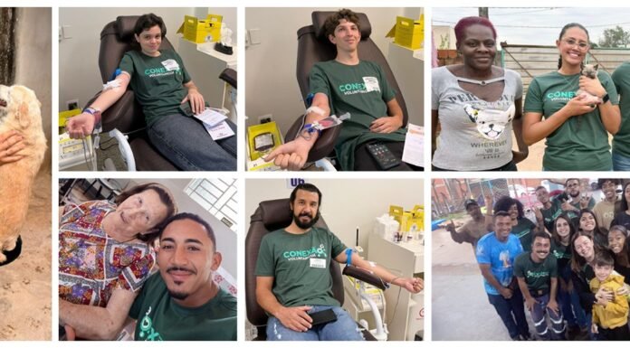 Semana de voluntariado da Sanessol